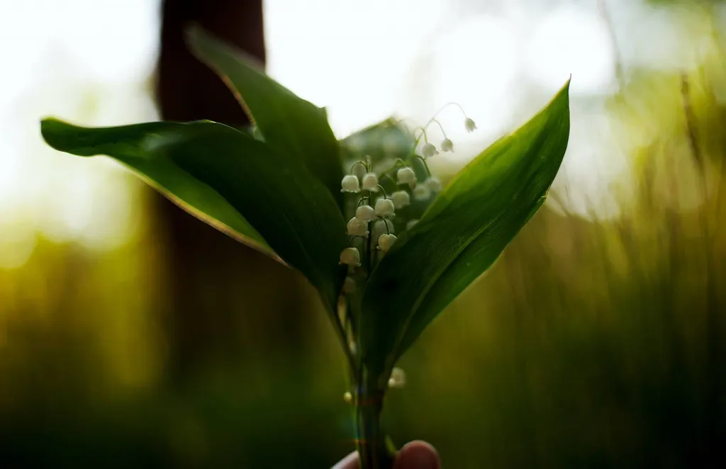 brin de muguet livaison à lyon 