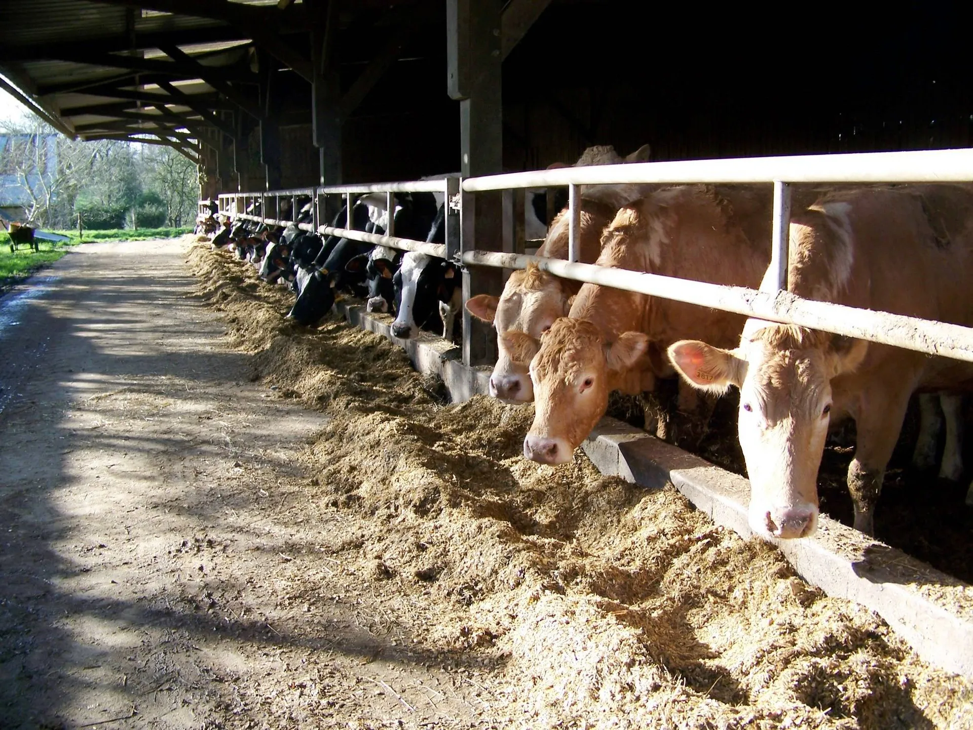 A vendre, exploitation agricole de polyculture élevage sur une surface d'environ 132Ha.