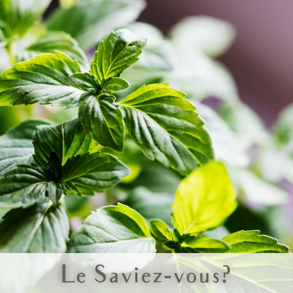 Le saviez-vous ? La menthe regorge de bienfaits ! Carré Vert se situe près de Salon-de-Provence (13300) dans les Bouches-du-Rhône.