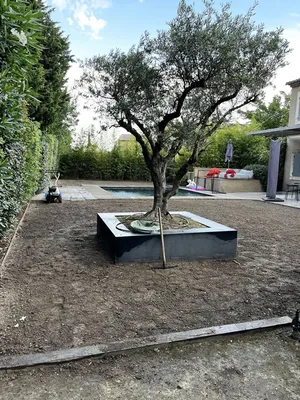 Intégration d'un olivier dans un socle lors d'une création de jardin à Aix-en-Provence 13090, par Carré Vert