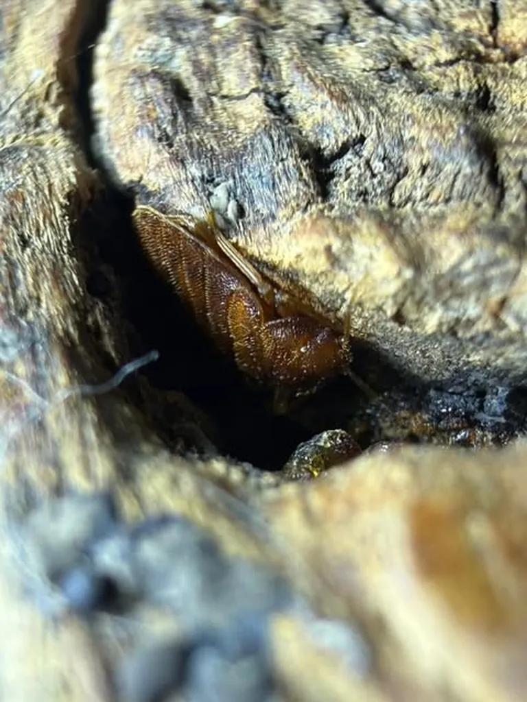 Cachette de punaise de lit dans un meuble en osier à Boulogne-Billancourt
