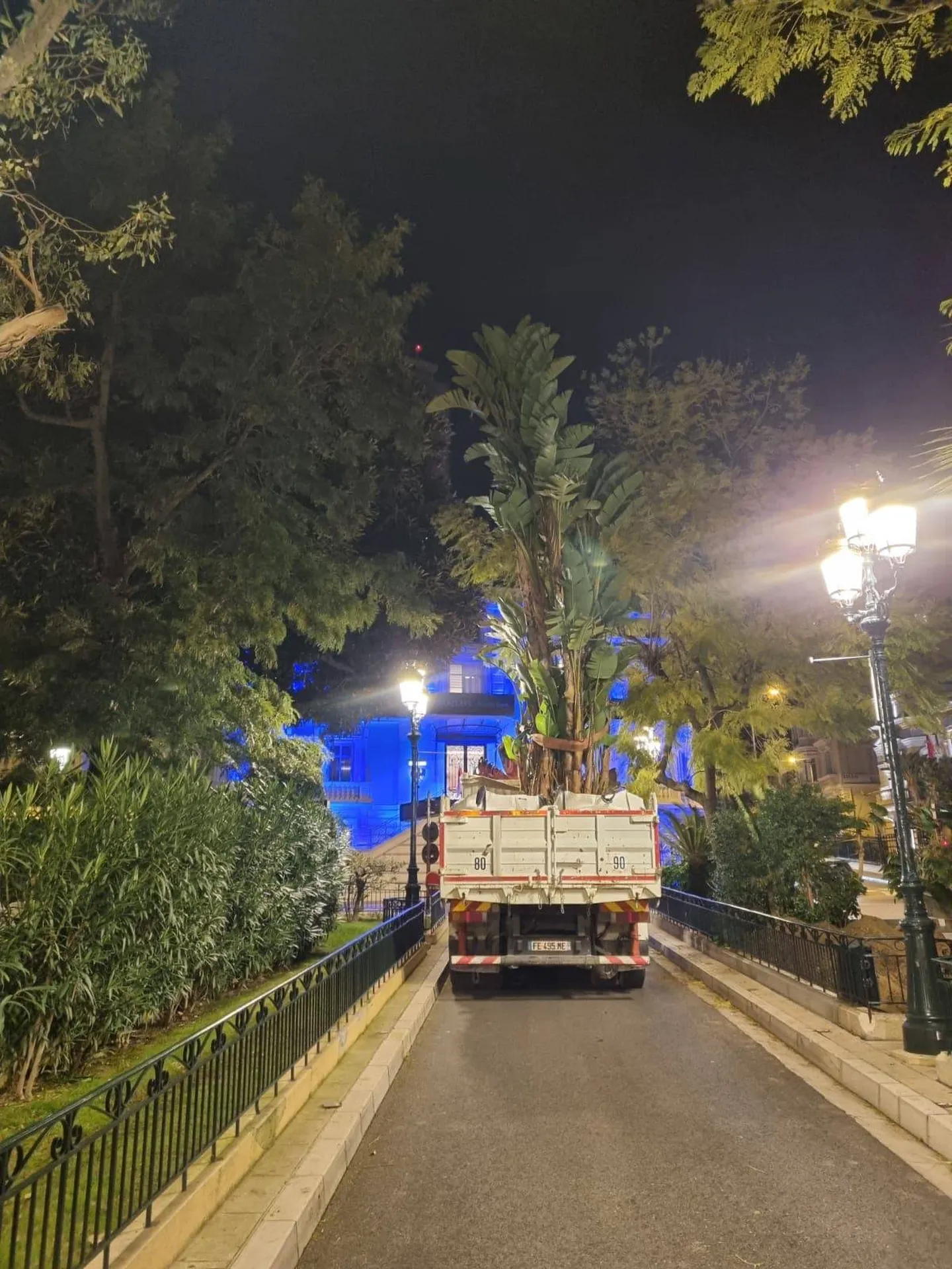 Levage pour transplantation de gros sujets à Monaco