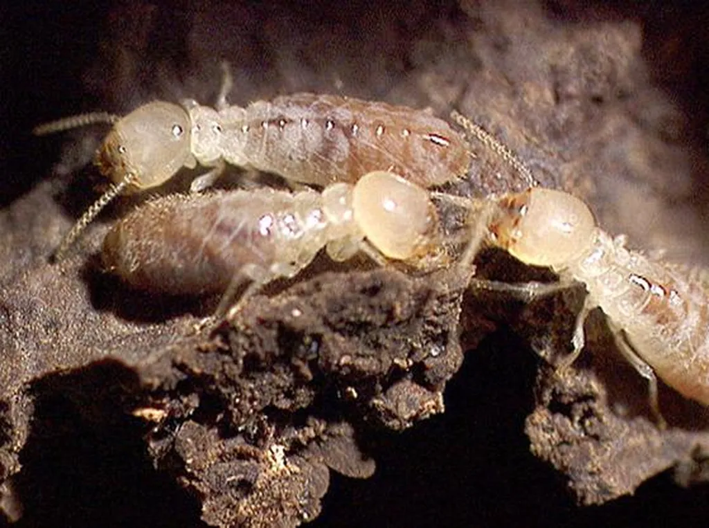 TRAITEMENT DES TERMITES Mimizan