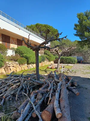 Abattage d'arbres sur Nice pour sécurisation