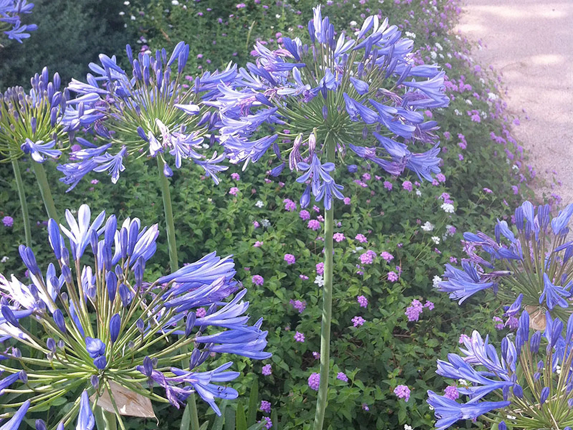 Parterre de fleurs de type Agapantes près d'Aix en Provence