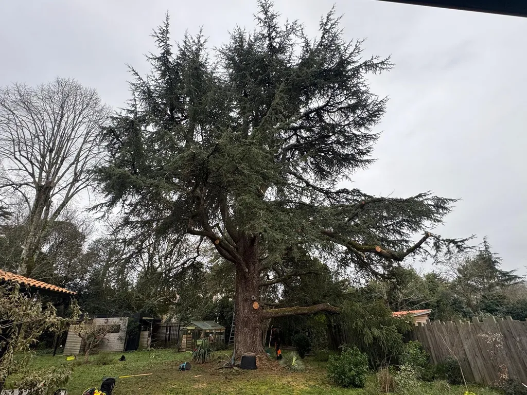 élagage d'un cèdre du Liban par des professionnels