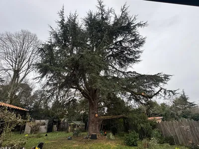 élagage d'un cèdre du Liban par des professionnels