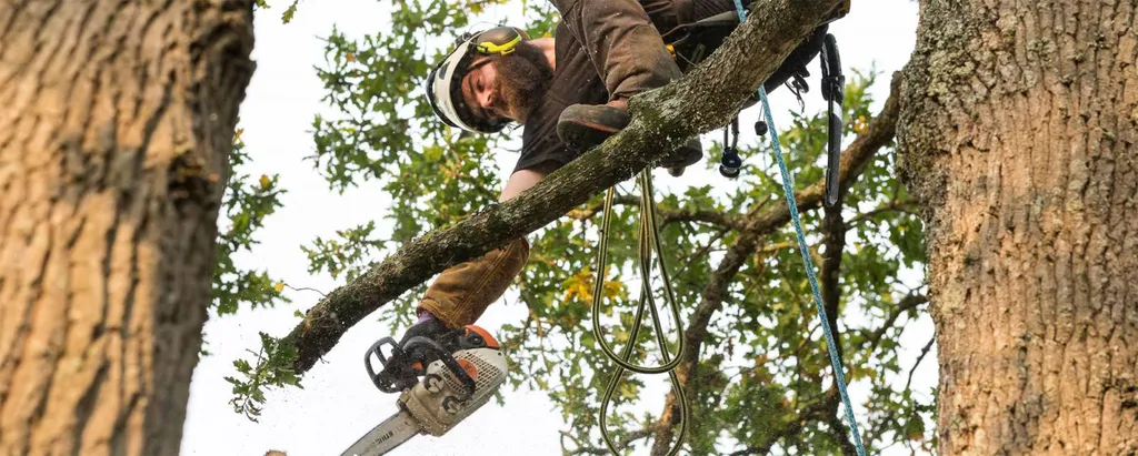  Élagage, abattage Et soins des arbres à bordeaux faites confiance à nos Élagueur de l’entreprise W&G Élagage 