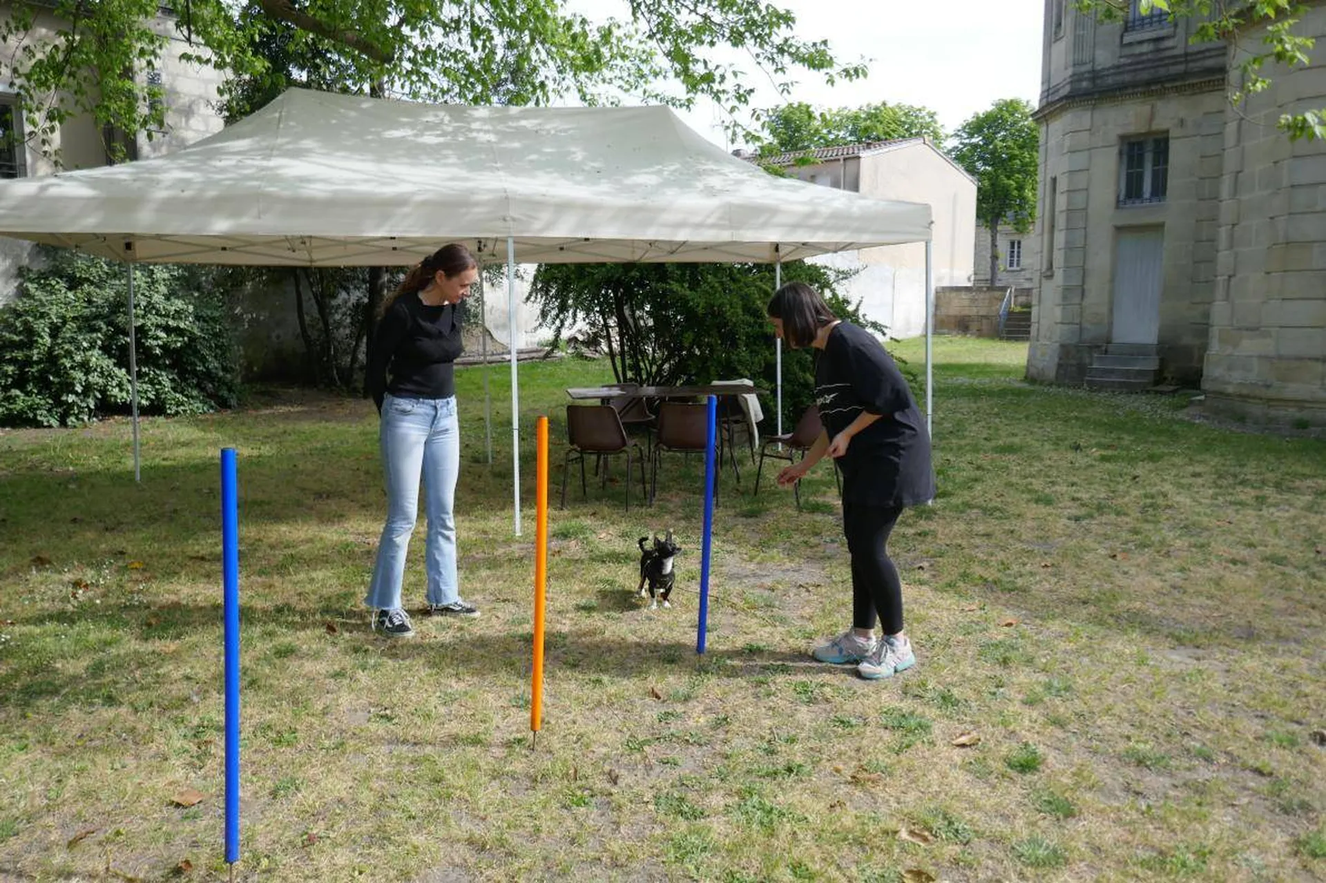 comment fonctionne un profesionnel dans l'education canine en aquitaine