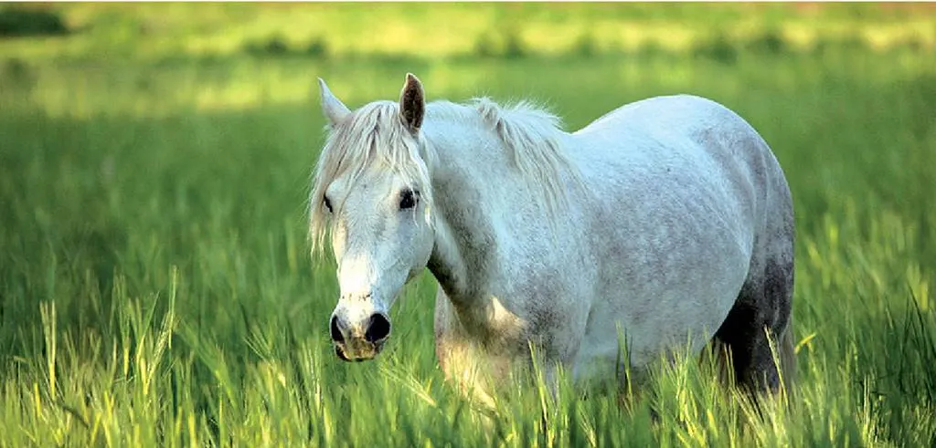 camping 4 etoiles bord de plage à Aigues Mortes proche de Vias