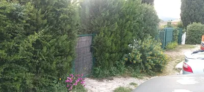 Taille de haie dans le 9ème. 