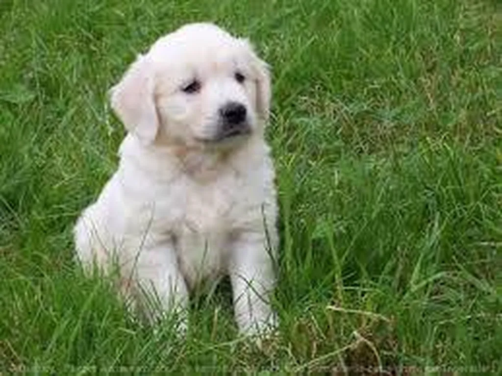 vente de chiot de race golden retriever paca vaucluse