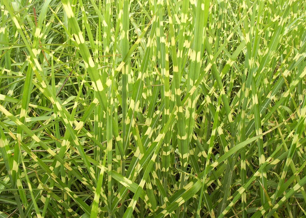 achat-pas-cher-miscanthus-arles