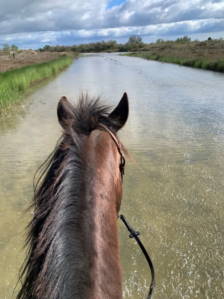 Balade à cheval de 1h30 à 2h en bord de mer en Camargue