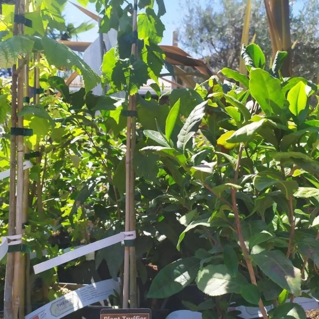 Où acheter un plant truffier pour son jardin en Provence ?
