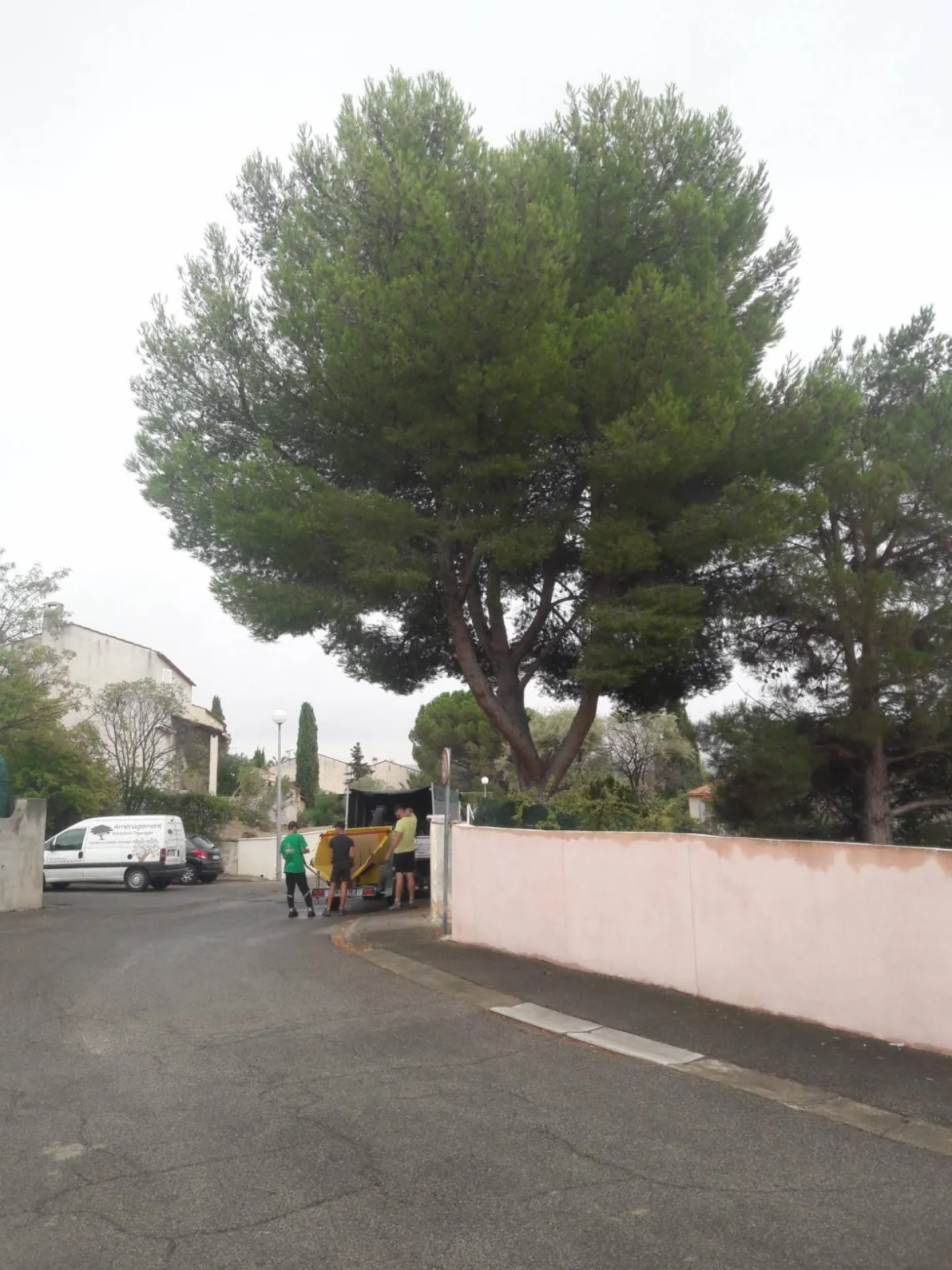 Réalisation d'une taille d'éclaircie en techniques de grimpe sur un gros pin d'alep à Velaux