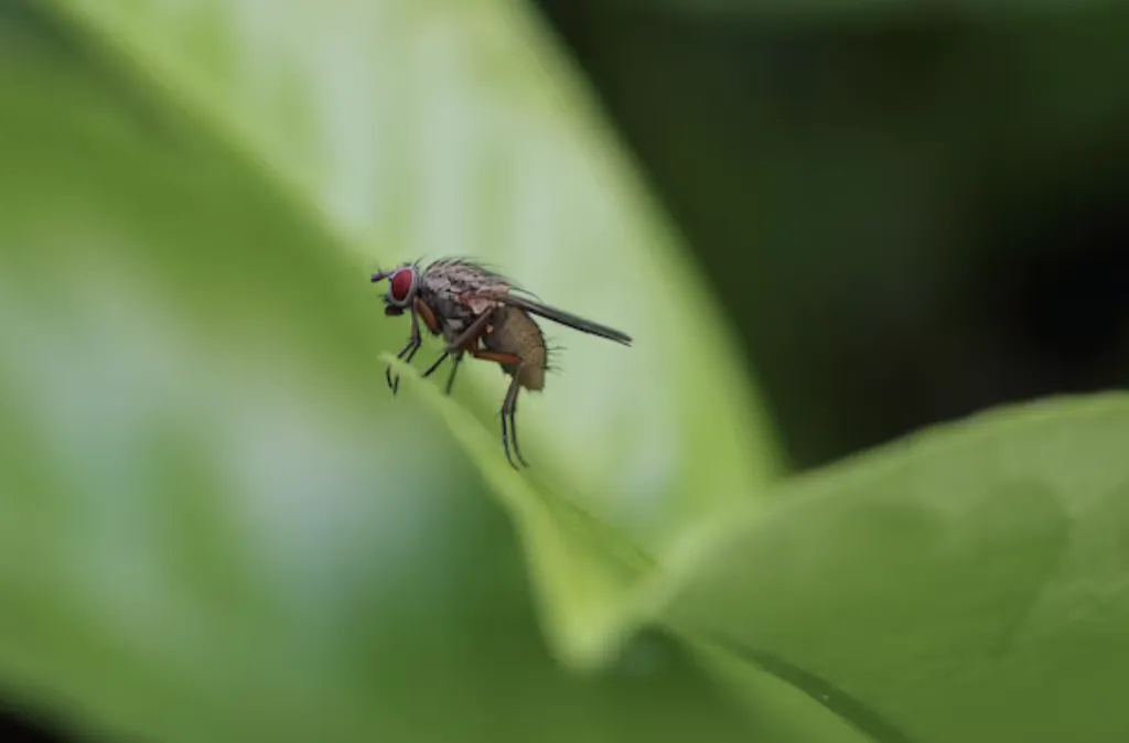 Prévenir l’invasion des mouches : désinsectisation préventive saisonnière à Colomiers