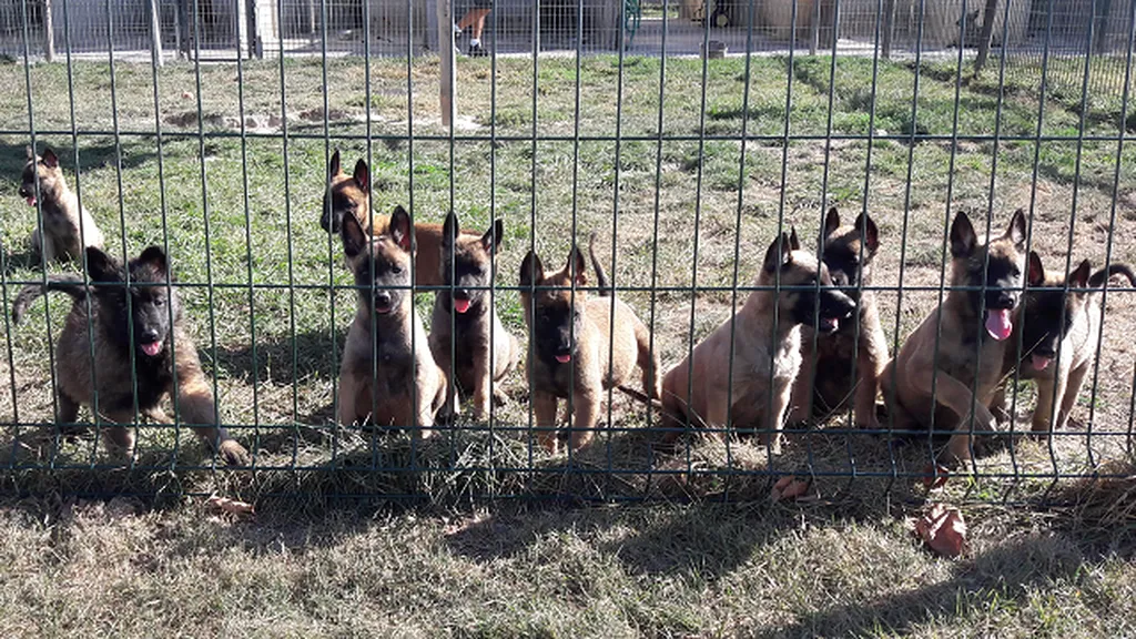 BERGER BELGE MALINOIS lof portée de LANKA et LASCAR