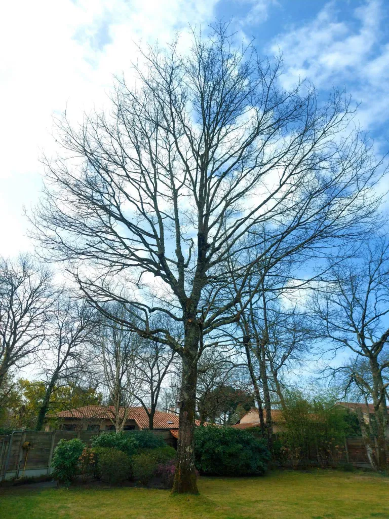Elagage d'un chêne à Saint Aubin de Médoc en Gironde