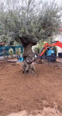 Paysagistes pour plantation de gros olivier jardin maison Berre l Etang