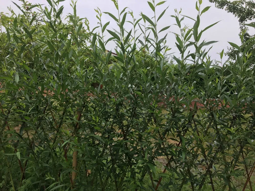 Pourquoi choisir une clôture naturelle esthétique pour votre jardin près de Cazaux avec l’expertise des paysagistes d'Évolution Paysage