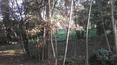 réalisation dépressage Jardins Forêts de Provence