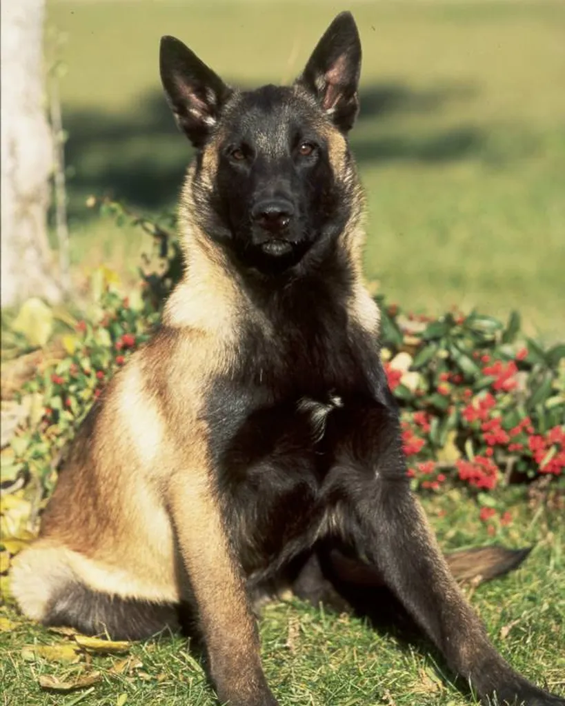 Chien Malinois inscrit au Lof en France