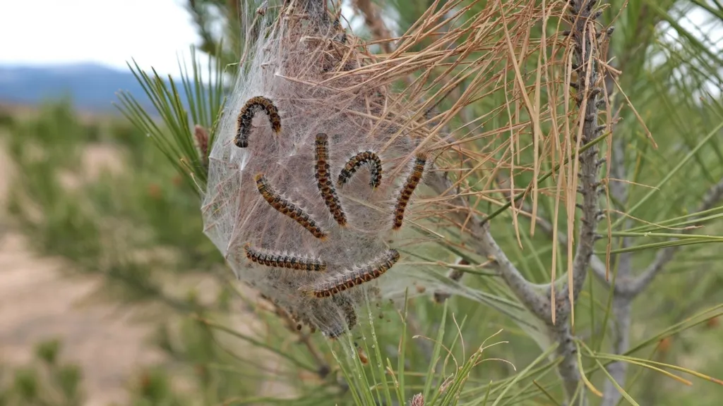 Traitement des chenilles processionnaires à Toulouse en Haute Garonne