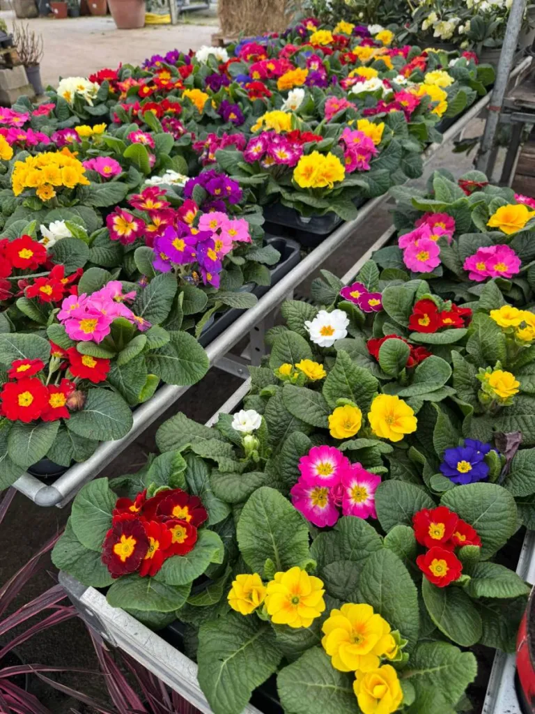 Jardin en Janvier 2025 en provence