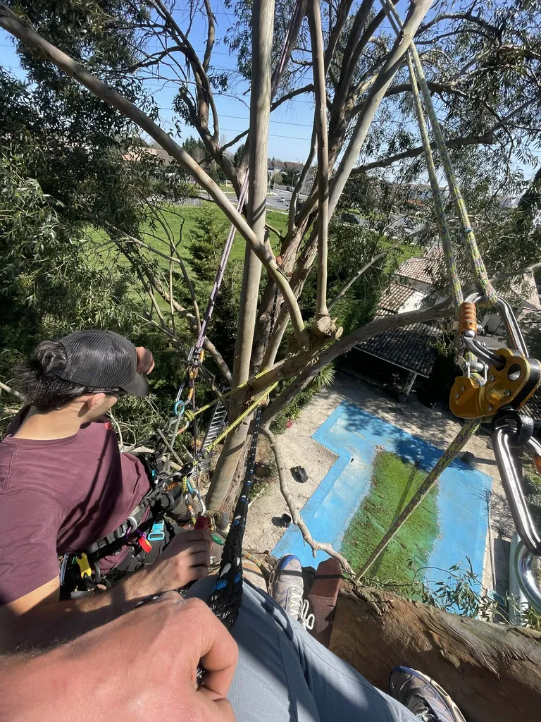 Pose de hauban sur arbre 