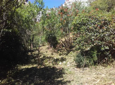 Débroussaillement paysager dans les Parcs des Calanques à Marseille