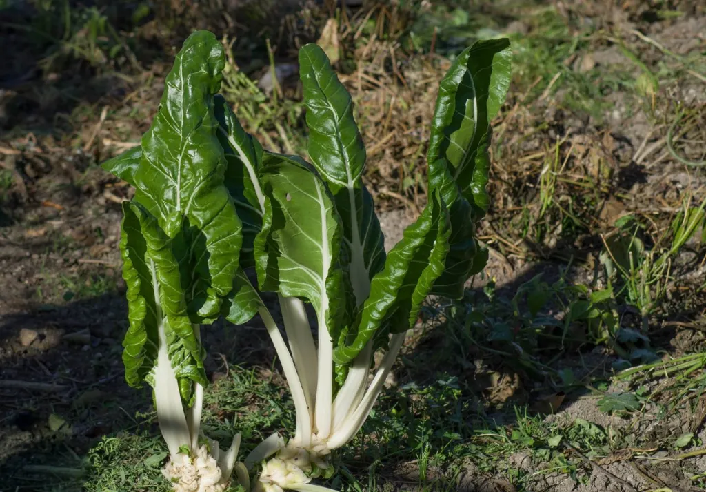 Les blettes, le légume de saison chez votre maraîcher à Eysines en Gironde