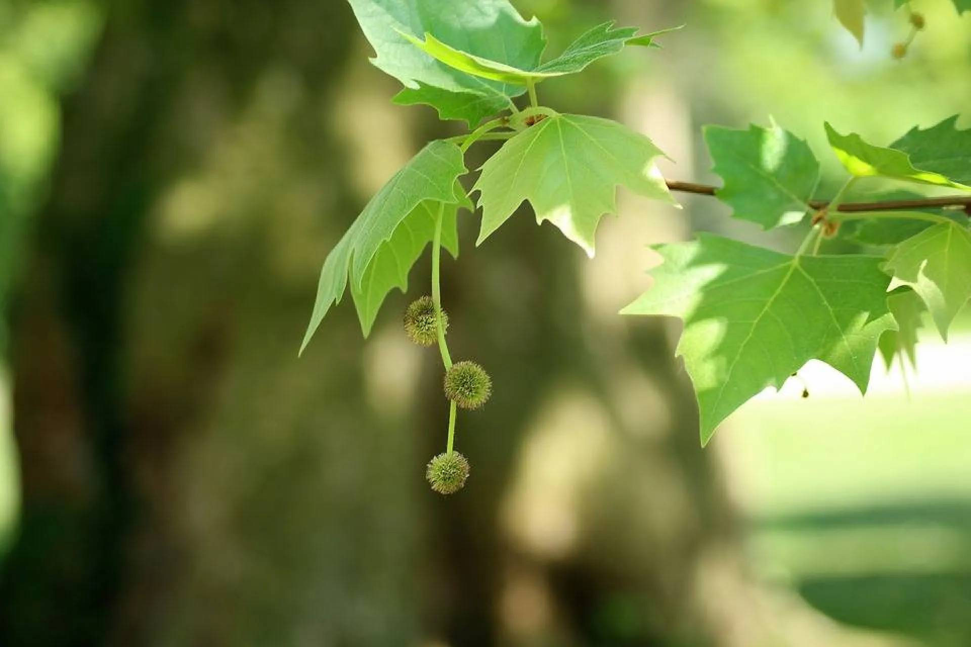 Entreprise de taille d’arbres dans le Vaucluse (84)