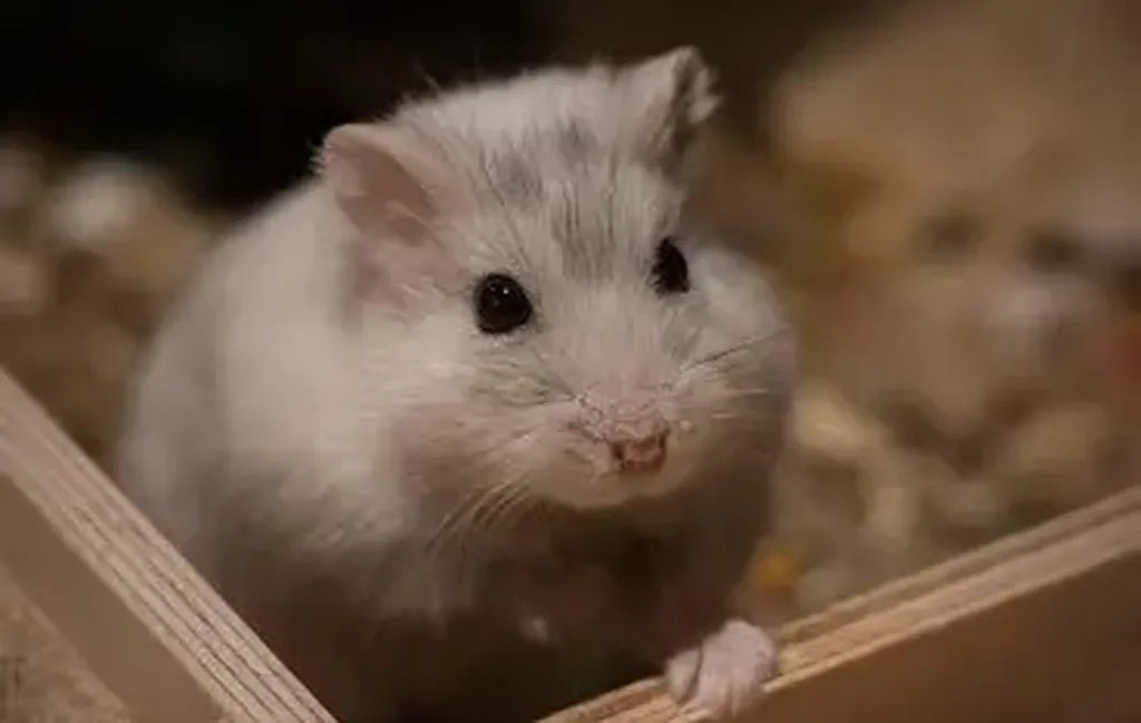 masse chez le hamster à marseille