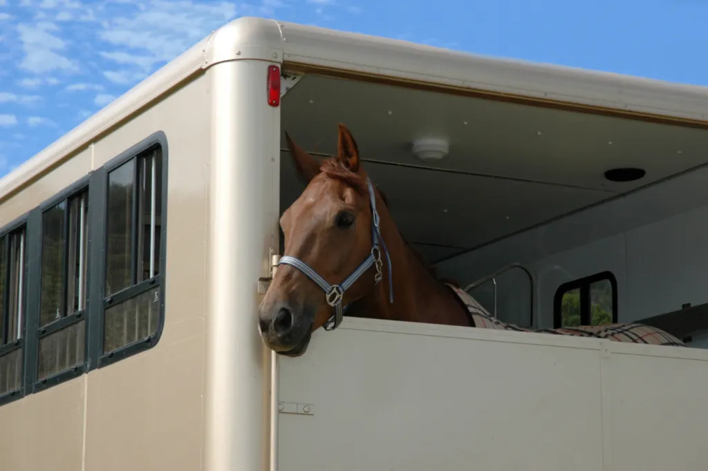 Valérie Guillet accompagne cavaliers et chevaux face aux refus de van ou d’obstacle à Deauville, grâce à la constellation animale intuitive.