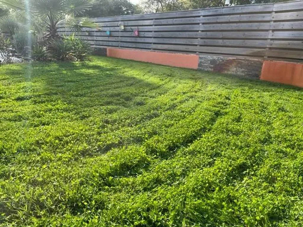 Plantation d'un gazon avec du micro-trèfle gazonnant pour une propriété située à Mimizan