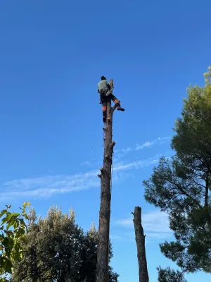 Abattage d'arbres par démontage et rétention à Saint Remy de Provence