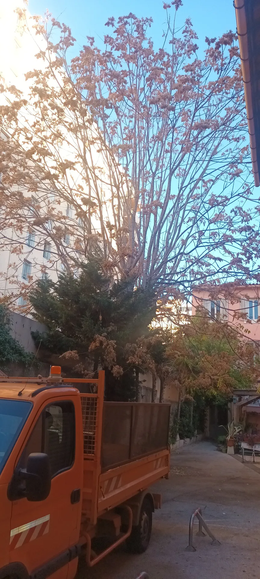 Elagage d'Ellante 12 ème arrondissement de Marseille 