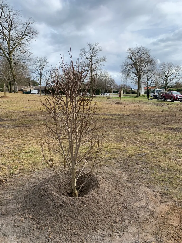 Plantation d'arbre d'ornement pour la ville d'Ychoux