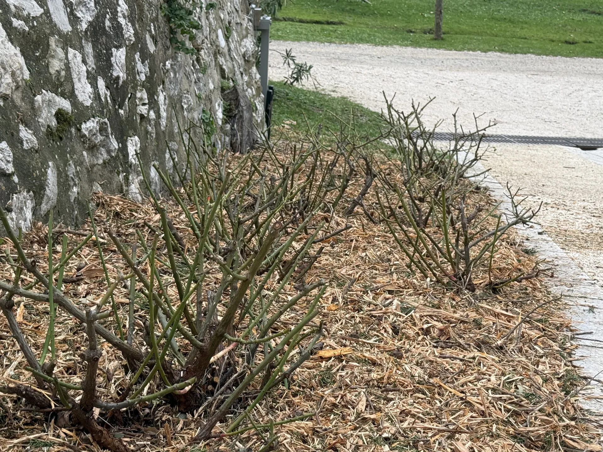 paillage des rosiers