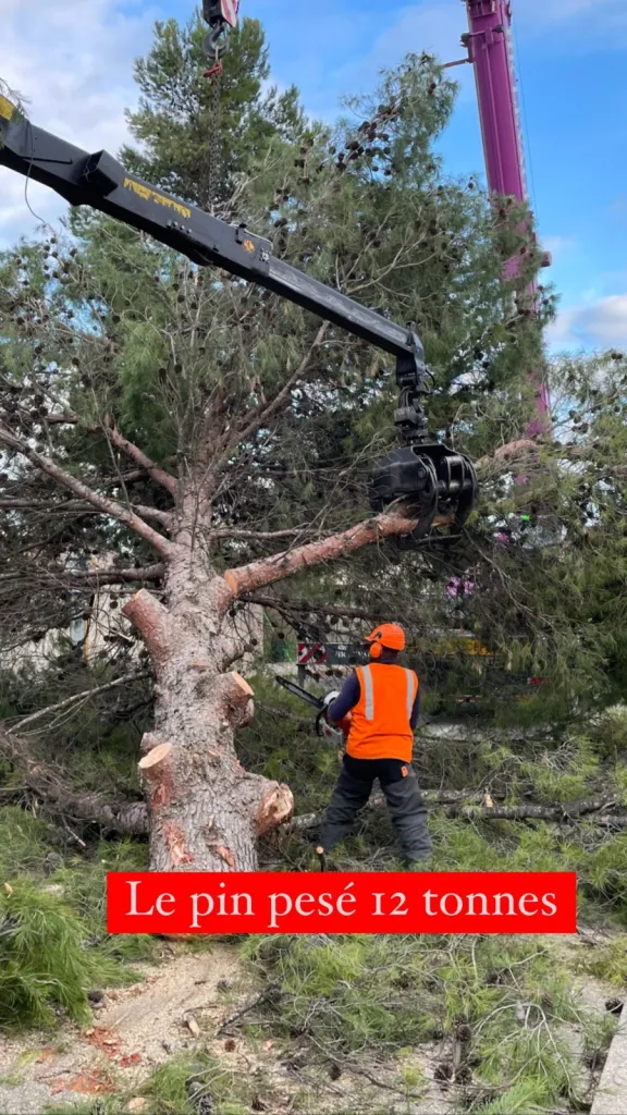 Grue de levage pou abattre un arbre à Avignon
