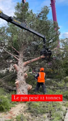 Grue de levage pou abattre un arbre à Avignon