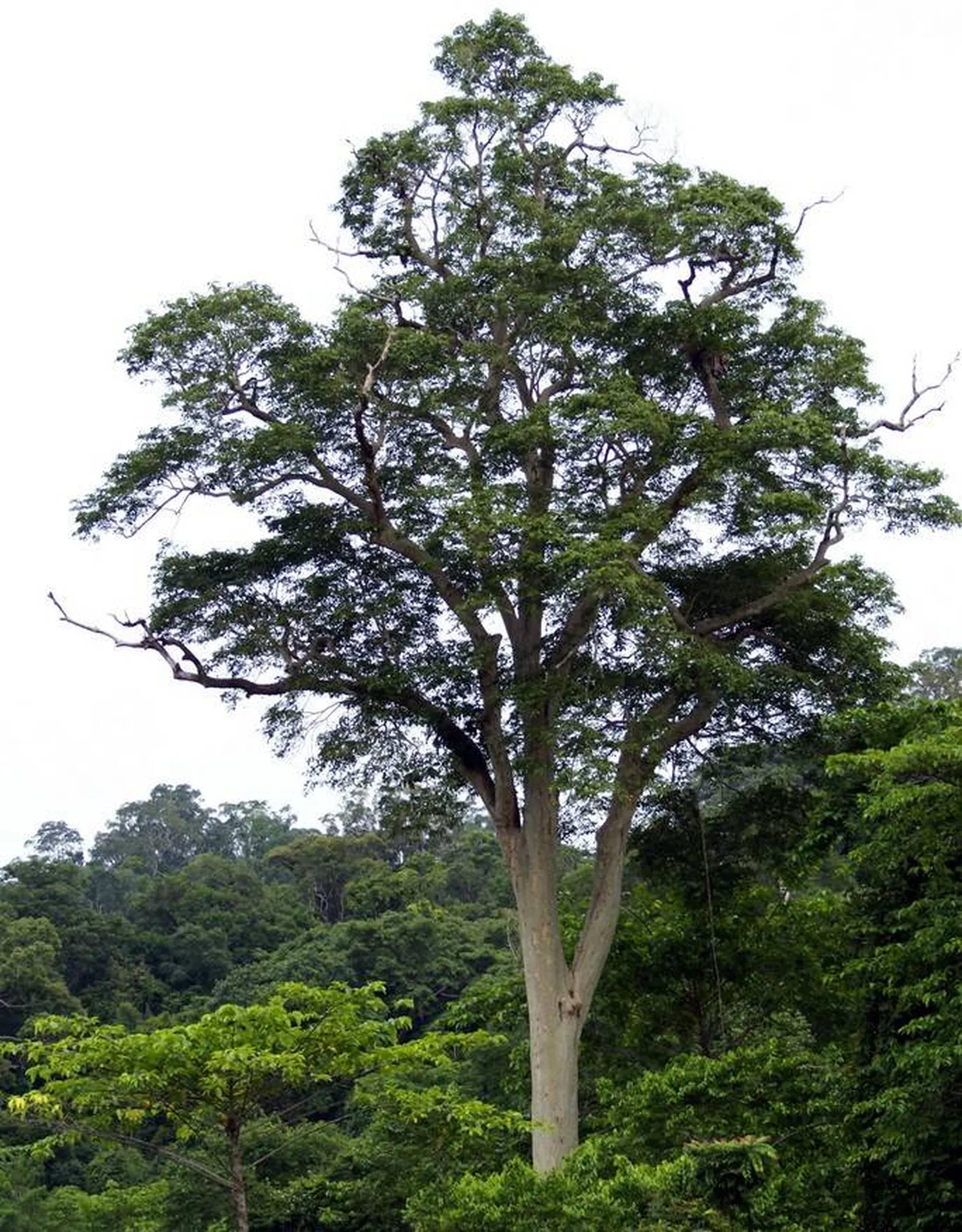 Essence de Bois Cumaru