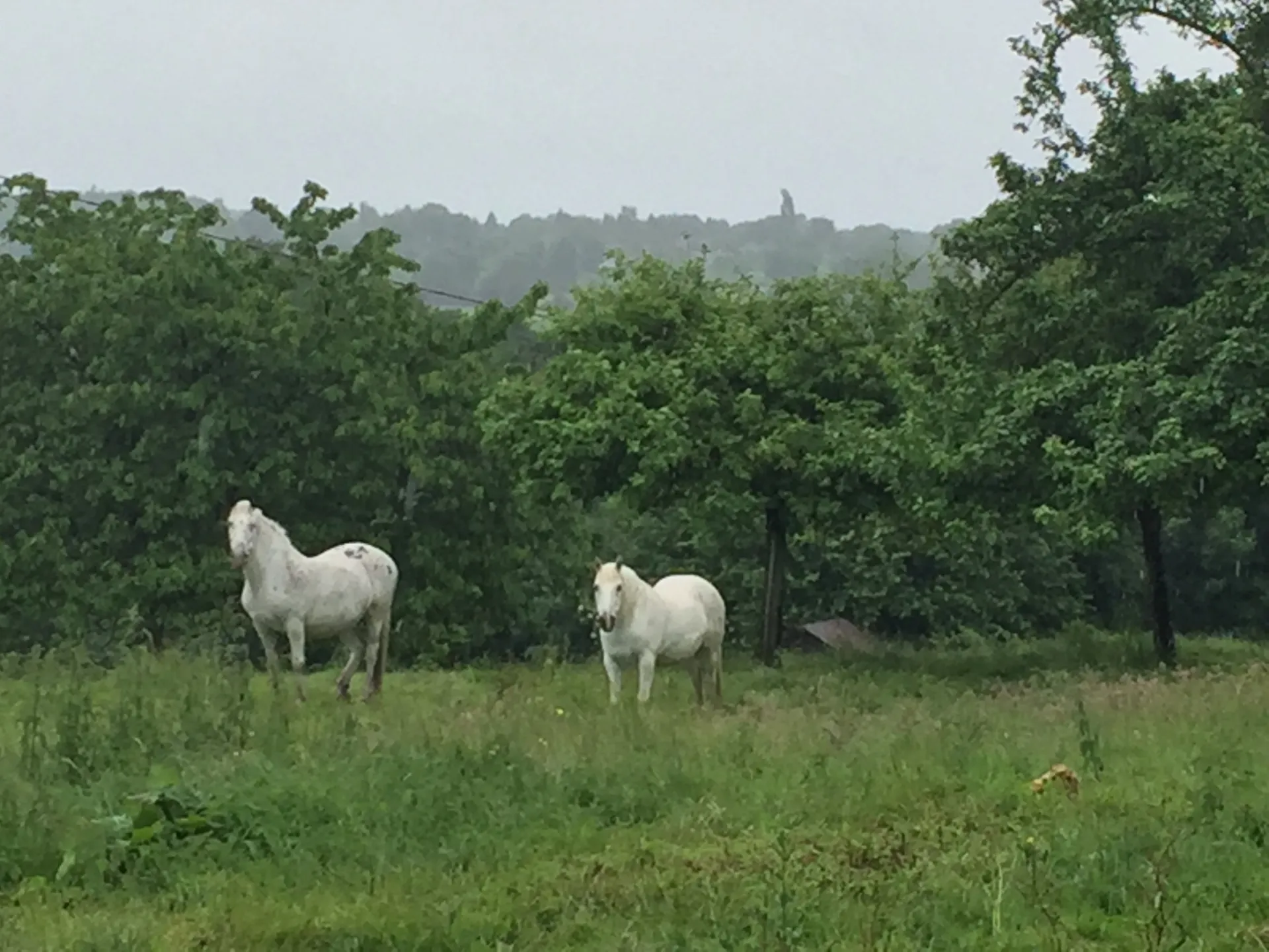 HARAS A VENDRE DANS LE CALVADOS, AGENCE IMMOBILIERE TERRES ET DEMEURES DE NORMANDIE DE LISIEUX