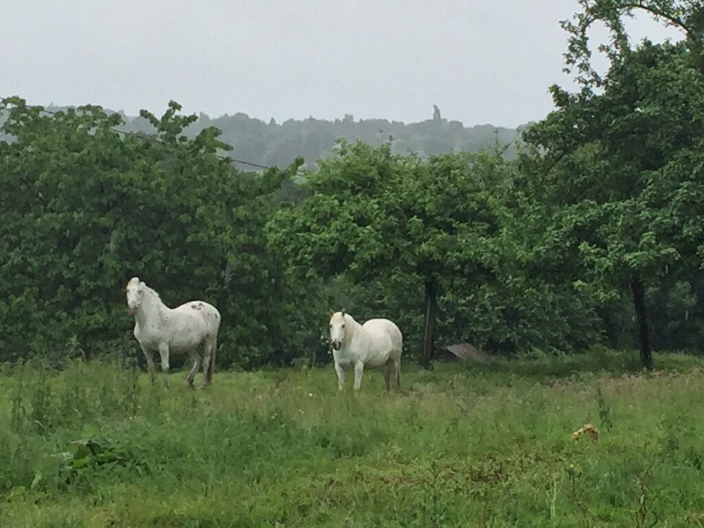 HARAS A VENDRE DANS LE CALVADOS, AGENCE IMMOBILIERE TERRES ET DEMEURES DE NORMANDIE DE LISIEUX