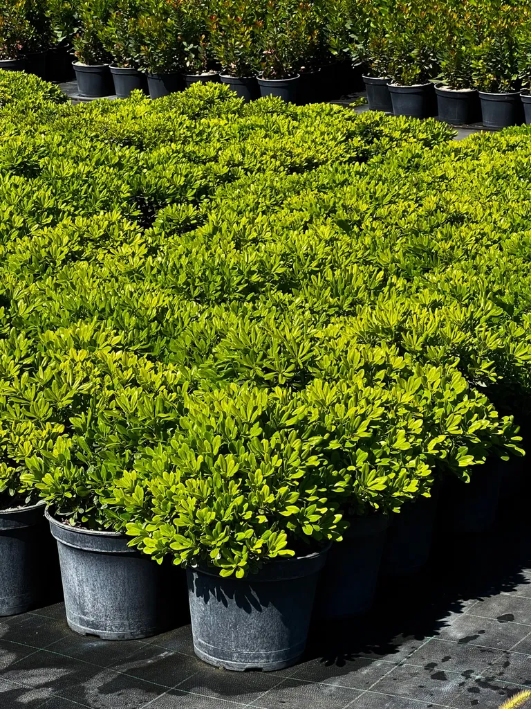 Trouver des Pittosporum nain près d’Arles route d’Avignon 