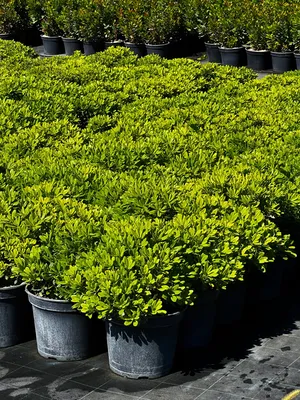 Trouver des Pittosporum nain près d’Arles route d’Avignon 