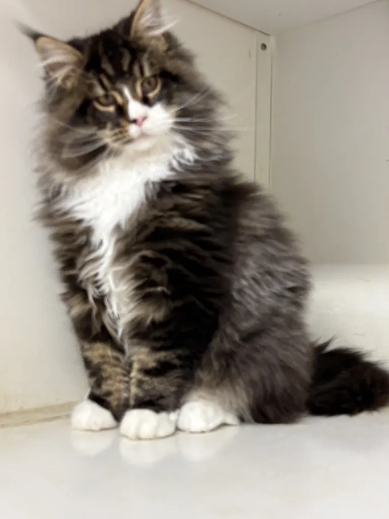 Chaton Maine Coon mâle AMOR disponible à l’élevage du Palais des Papes