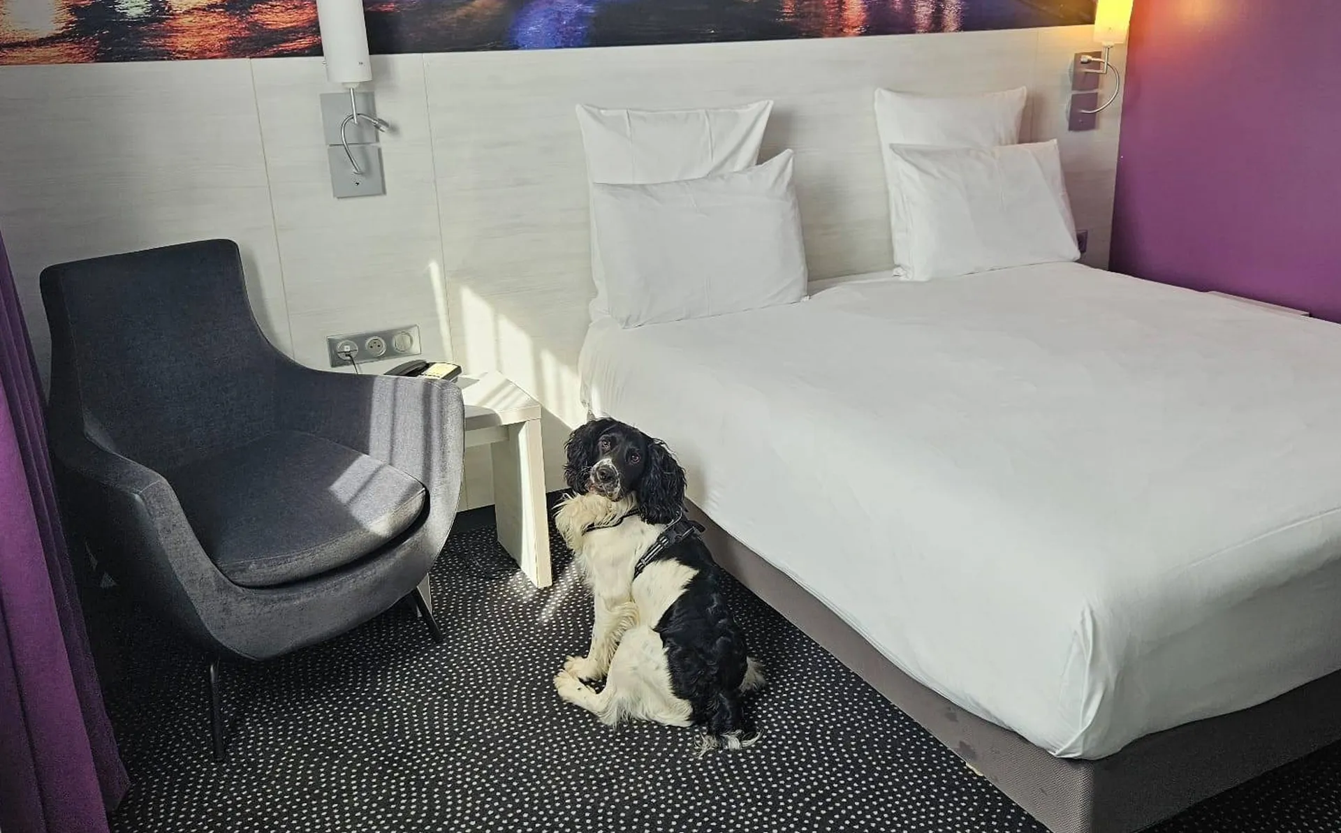 Chien en mission de détection de punaise de lit dans un hôtel