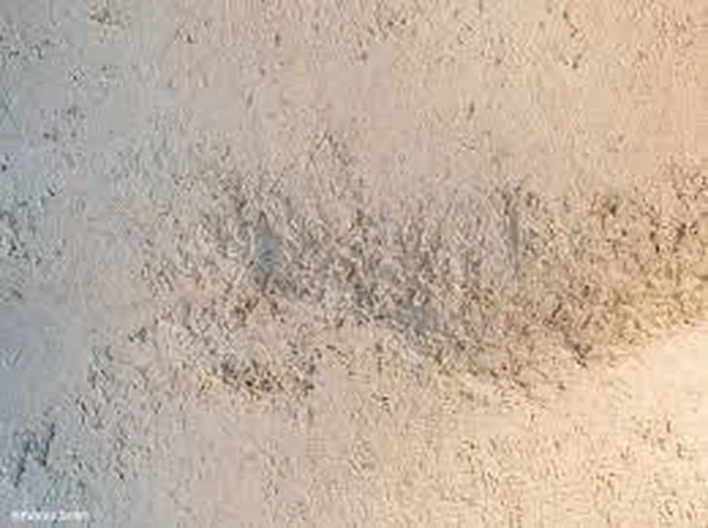 PRÉPARATION DES FONDS